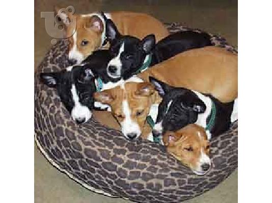 PoulaTo: Basenji Puppies for sale